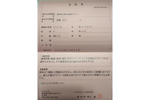 成約済の愛知県のトイプードル-203286の9枚目