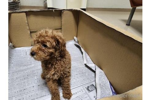 成約済の愛知県のトイプードル-203286の4枚目