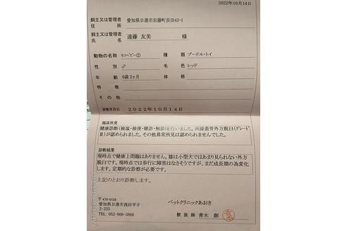 成約済の愛知県のトイプードル-203287の8枚目