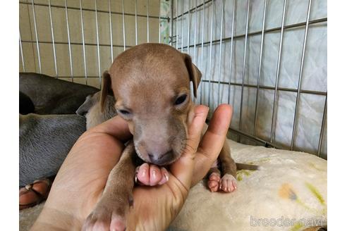 成約済の愛知県のイタリアングレーハウンド(イタグレ)-202949の7枚目