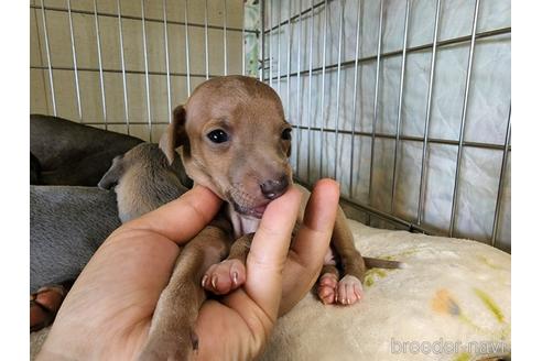 成約済の愛知県のイタリアングレーハウンド(イタグレ)-202949の9枚目