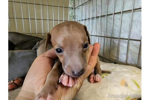 成約済の愛知県のイタリアングレーハウンド(イタグレ)-202949の5枚目