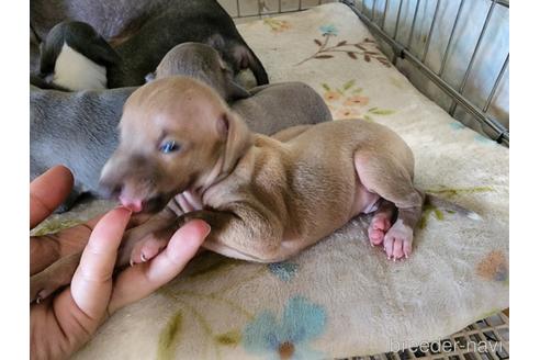 成約済の愛知県のイタリアングレーハウンド(イタグレ)-202949の4枚目