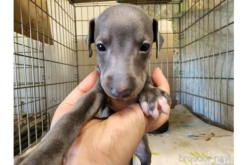 成約済の愛知県のイタリアングレーハウンド(イタグレ)-202948の4枚目