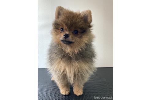 成約済の東京都のポメラニアン-199370の3枚目