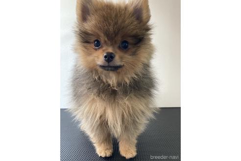 成約済の東京都のポメラニアン-199370の2枚目