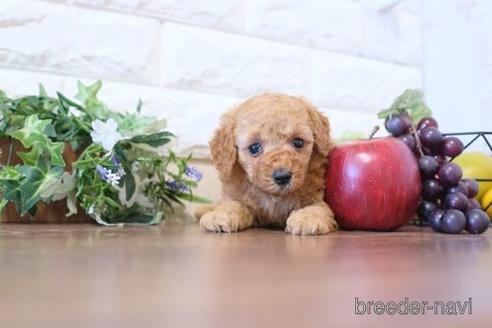 成約済の滋賀県のトイプードル-203311の1枚目