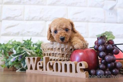 成約済の滋賀県のトイプードル-203311の4枚目