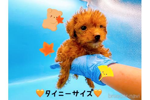 成約済の東京都のトイプードル-202421の10枚目