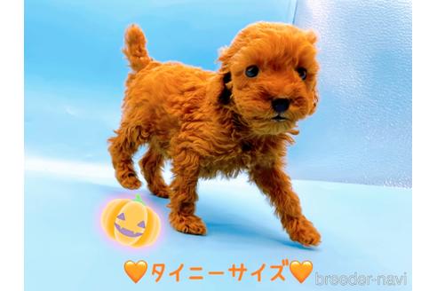 成約済の東京都のトイプードル-202419