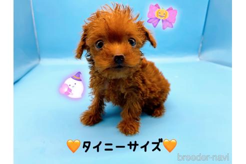 成約済の東京都のトイプードル-201416