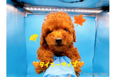 成約済の東京都のトイプードル-201413
