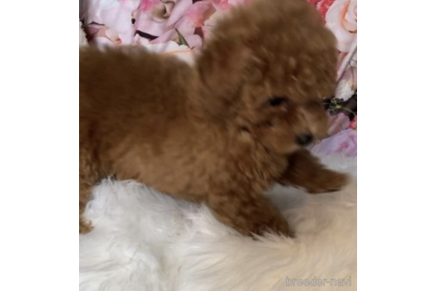 成約済の福岡県のタイニープードル-203356の4枚目