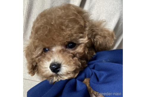 成約済の福岡県のタイニープードル-203356の1枚目