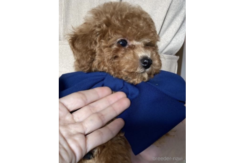 成約済の福岡県のタイニープードル-203356の5枚目