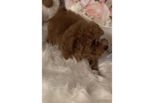 成約済の福岡県のタイニープードル-203356の3枚目