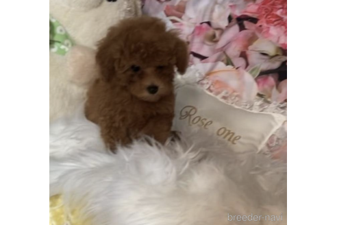 成約済の福岡県のタイニープードル-203356の2枚目