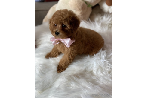 成約済の福岡県のティーカッププードル-203357の1枚目