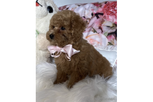 成約済の福岡県のティーカッププードル-203357の3枚目