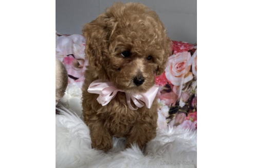 成約済の福岡県のティーカッププードル-203357の4枚目