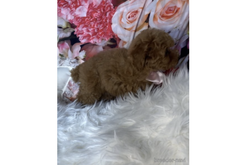 成約済の福岡県のティーカッププードル-203357の5枚目