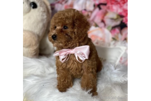 成約済の福岡県のティーカッププードル-203357の6枚目