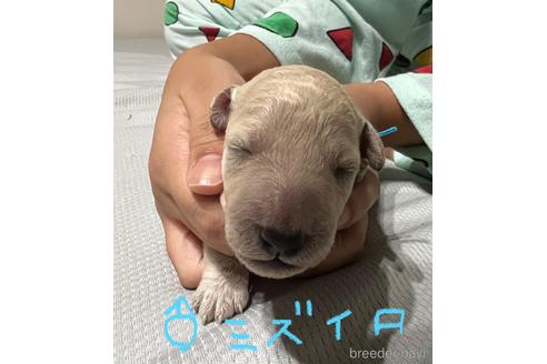 成約済の千葉県のスタンダードプードル-203359の7枚目