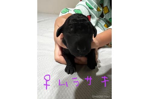 成約済の千葉県のスタンダードプードル-203369の4枚目