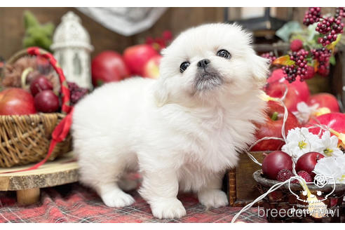 成約済の愛知県のペキニーズ-203368の5枚目