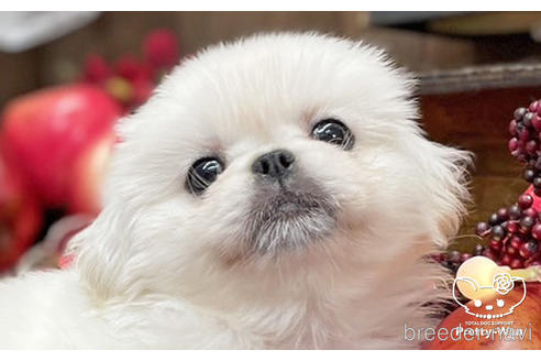 成約済の愛知県のペキニーズ-203368の1枚目