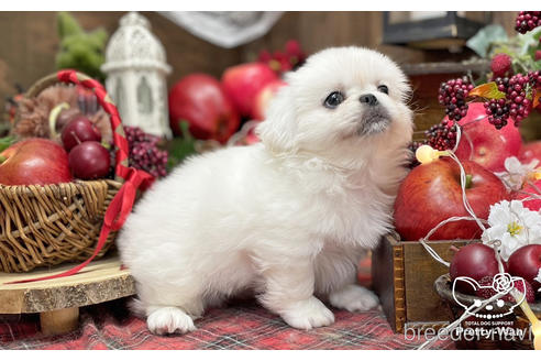 成約済の愛知県のペキニーズ-203368の6枚目