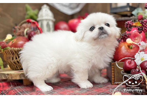 成約済の愛知県のペキニーズ-203368の4枚目