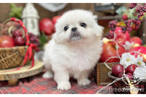 成約済の愛知県のペキニーズ-203368の7枚目