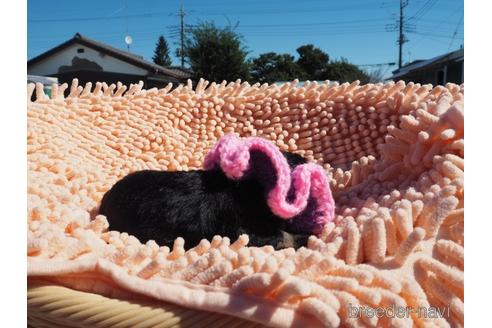 成約済の埼玉県のミニチュアシュナウザー-203412の2枚目