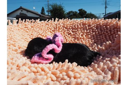 成約済の埼玉県のミニチュアシュナウザー-203412の5枚目