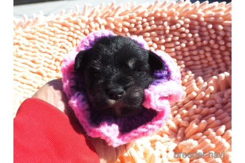 成約済の埼玉県のミニチュアシュナウザー-203412の1枚目