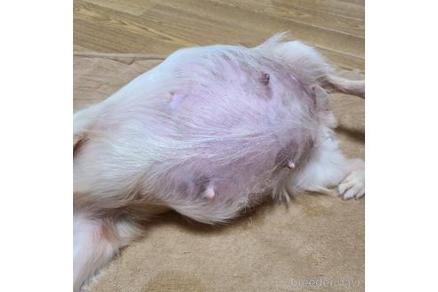 成約済の愛知県のチワワ(ロングコート)-203416の9枚目
