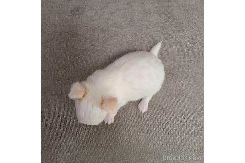 成約済の愛知県のチワワ(ロングコート)-203416の5枚目