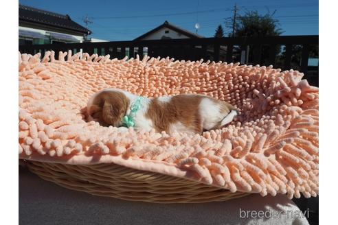 成約済の埼玉県のキャバリアキングチャールズスパニエル-203419の2枚目