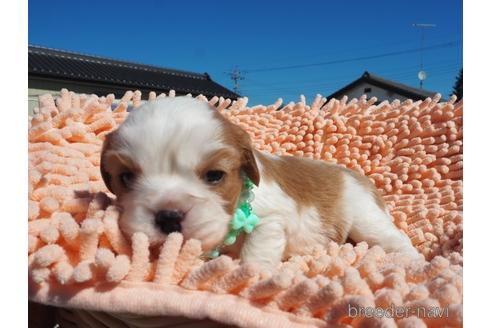 成約済の埼玉県のキャバリアキングチャールズスパニエル-203419の4枚目