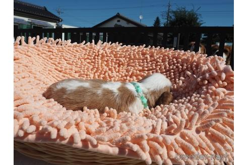 成約済の埼玉県のキャバリアキングチャールズスパニエル-203419の3枚目