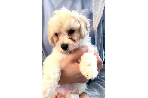 成約済の静岡県のミックス犬-202964の34枚目