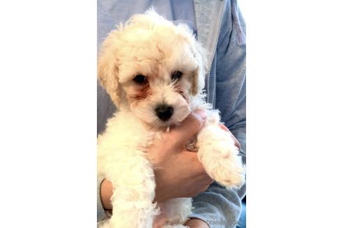 成約済の静岡県のミックス犬-202964の33枚目