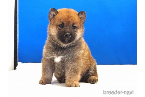 成約済の愛知県の柴犬-203424の6枚目