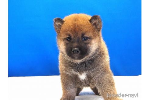 成約済の愛知県の柴犬-203424の7枚目