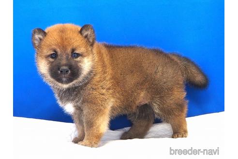 成約済の愛知県の柴犬-203424の8枚目