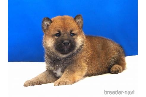 成約済の愛知県の柴犬-203424の9枚目