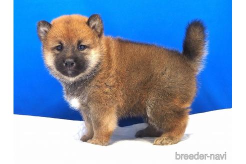 成約済の愛知県の柴犬-203424の10枚目