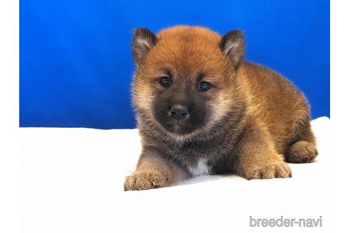 成約済の愛知県の柴犬-203424の11枚目
