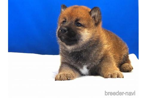 成約済の愛知県の柴犬-203424の12枚目